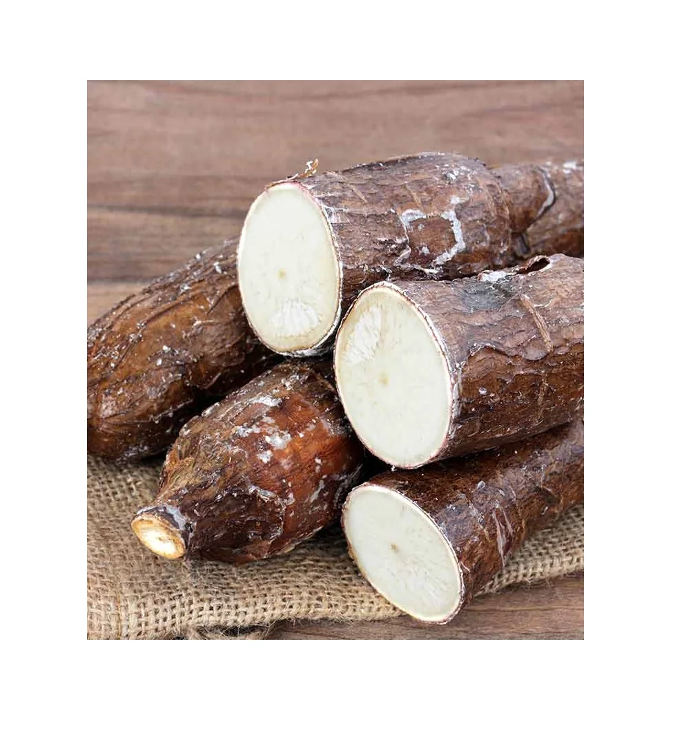 Fresh Cassava Tapioca Manioc Yucca Roots Casabe Export Buy Cassava And Cassava Seeds For Sale Fresh Cassava Root Cassava Plantation Product On Alibaba Com