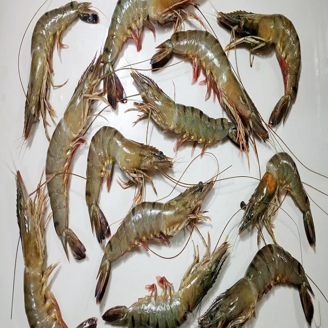 New Season Black Tiger Shrimp Buy Black Tiger Shrimps Crystal Red Shrimp Shrimps U10 Product On Alibaba Com