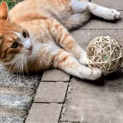 wicker ball cat toy