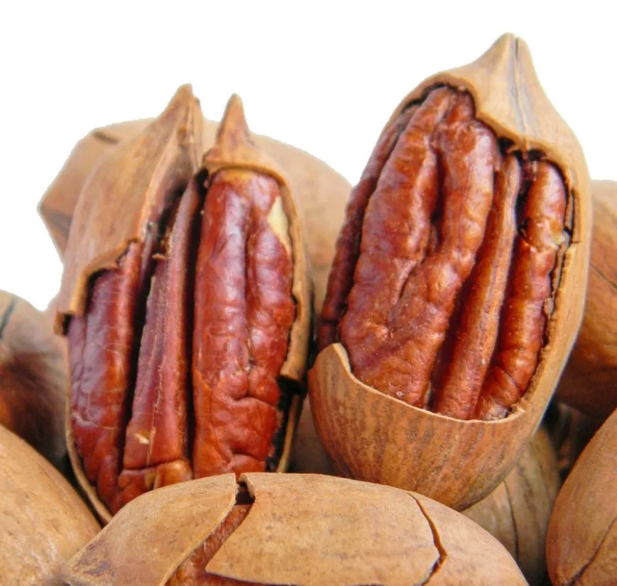 Farm Price Pecan Nuts Ready Available/ Raw Pecan/ Shifted Pecan Nut