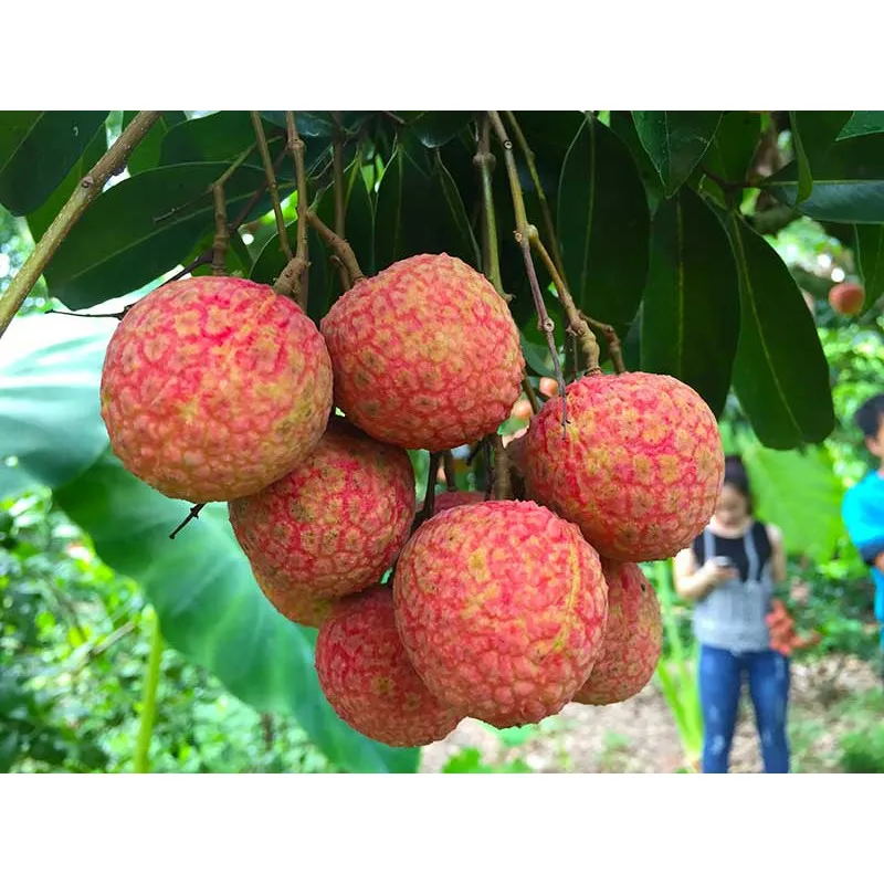 Fresh Lychee Fruit Lychee Fruit Frozen Lychee From Vietnam/ Ms