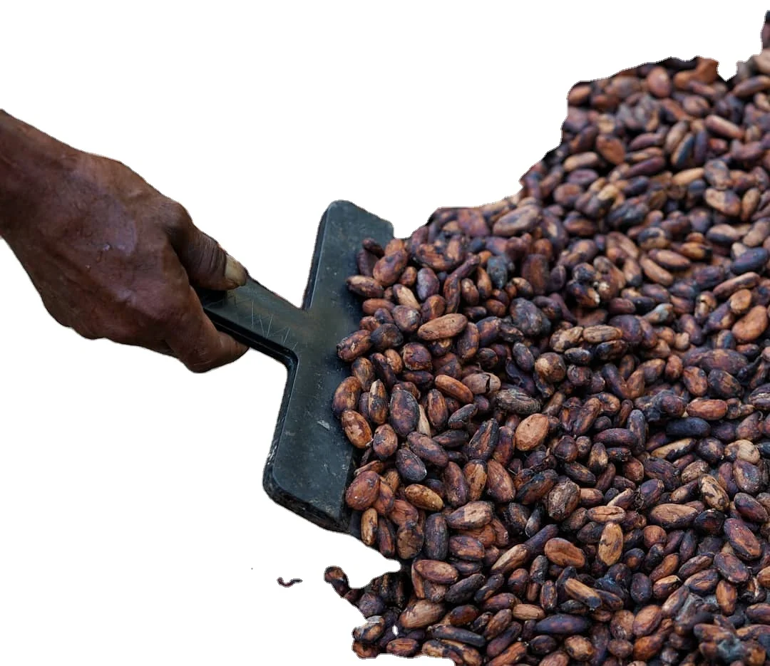 wholesale bulk price cocoa beans
