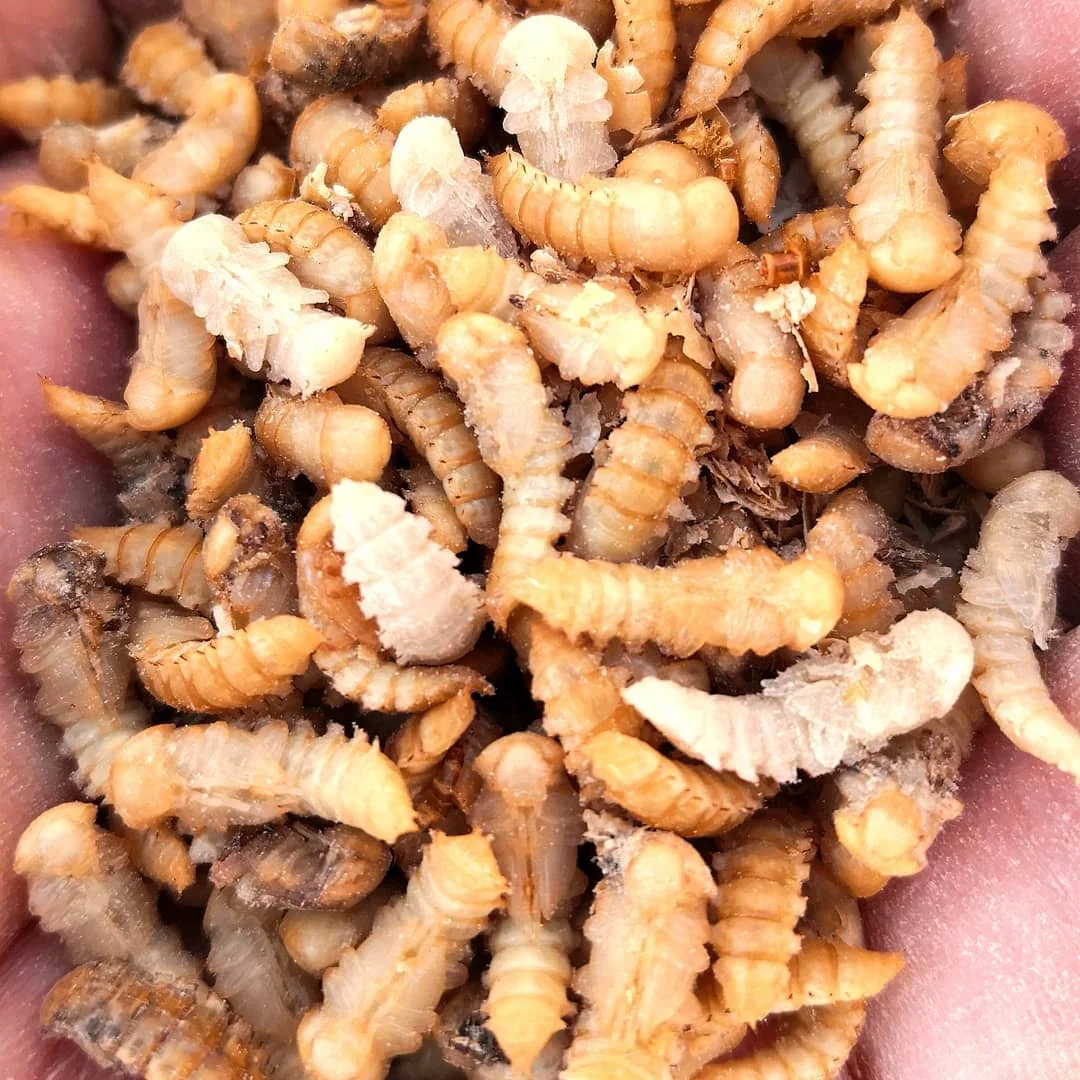 Cheap Live Yellow Mealworms For Pet Food