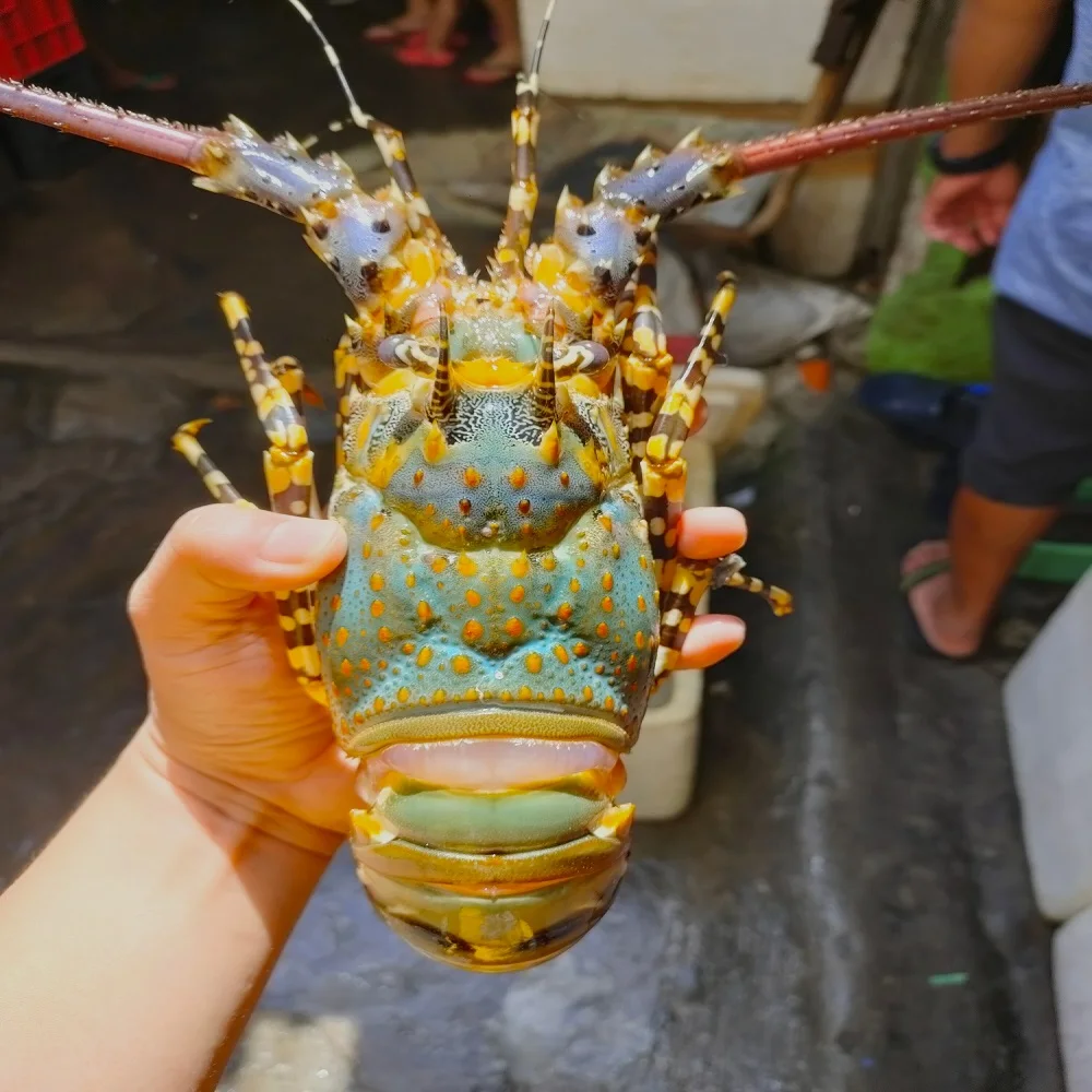 Frozen Live Lobster - Jumbo Size Green Lobster from Canada