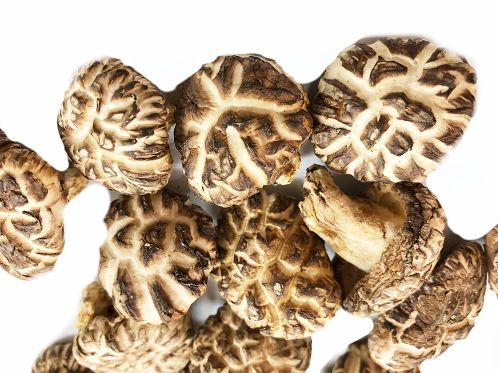 Сушеные замороженные грибы из дикой коричневой еды