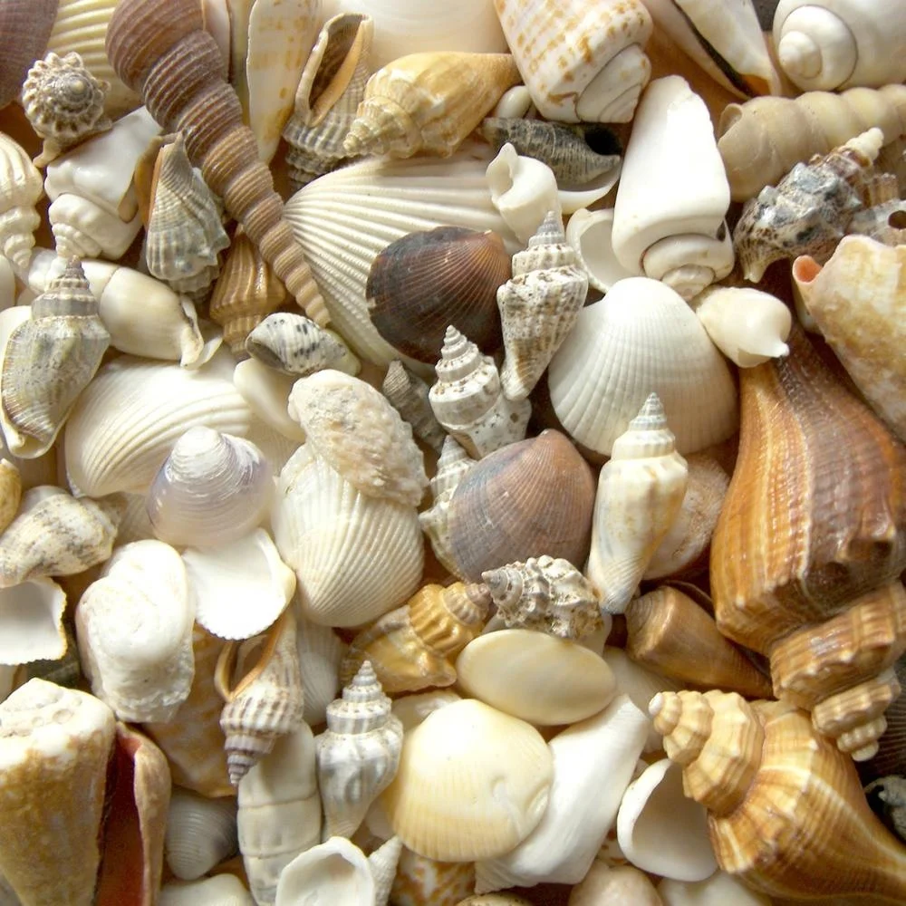wholesale diy beach decoration natural mixed sea shells - buy