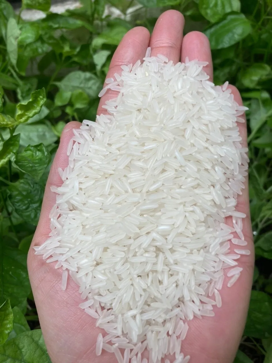 Long Grain Jasmine Rice 25kg Vietnam Export Wholesale Rice Price 2022 New Crop Riz Au Jasmin