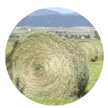 hay silage/ alfalfa silage for animal feed / (0084 237 8655 789)