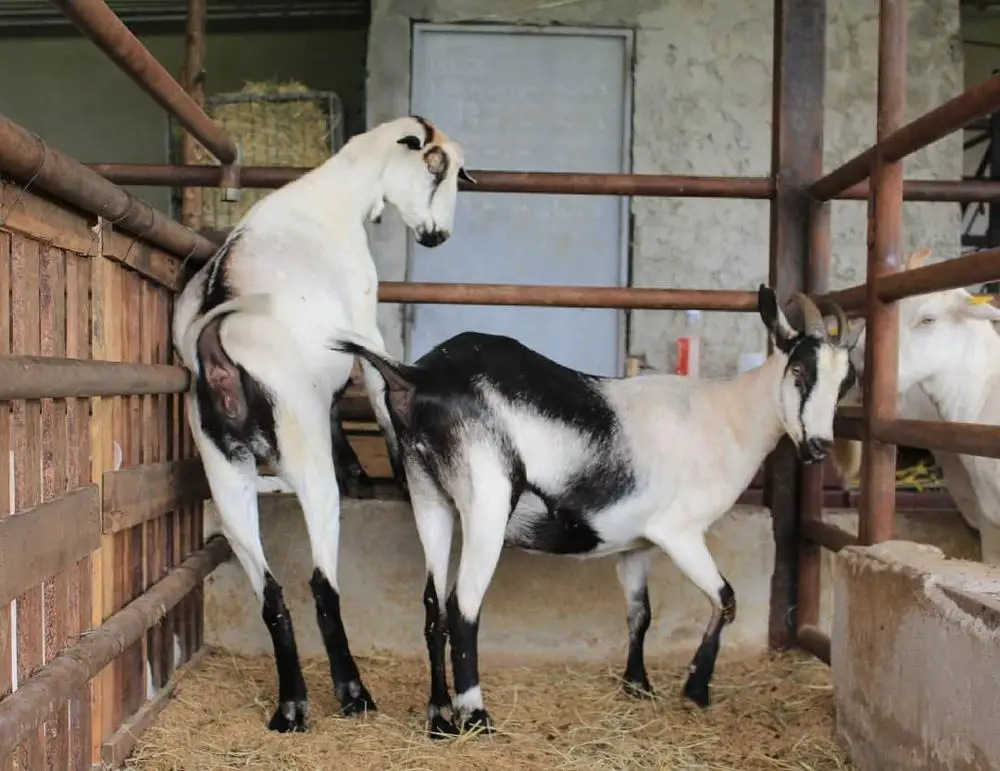 Kalahari Red Goats / live kiko goats for sale