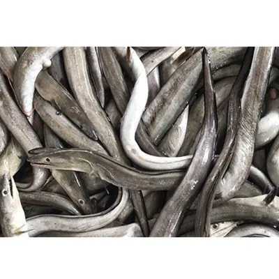 frozen conger eel fish fillet with good price - buy price for