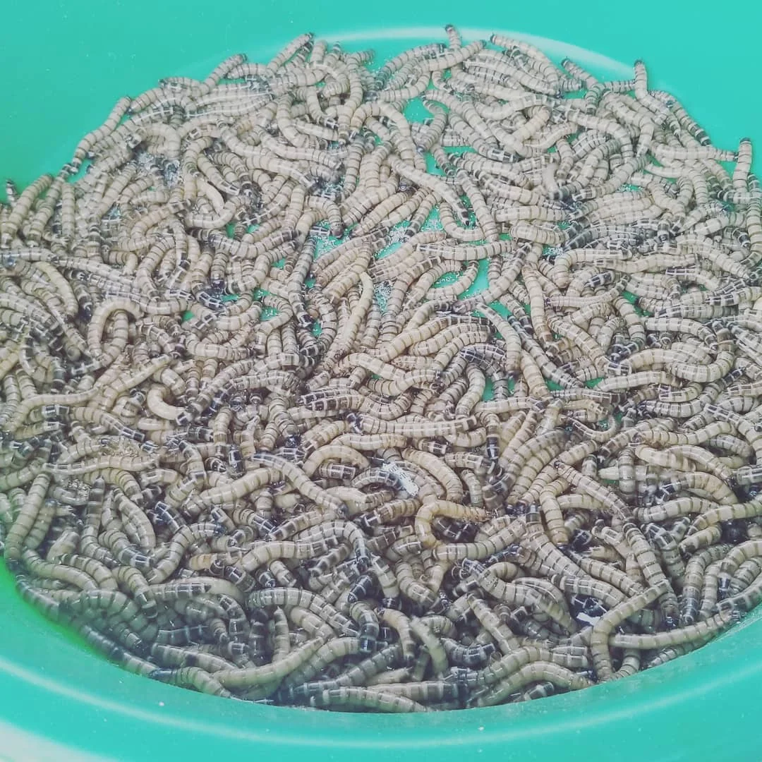 Premium Mealworms For Pet Food