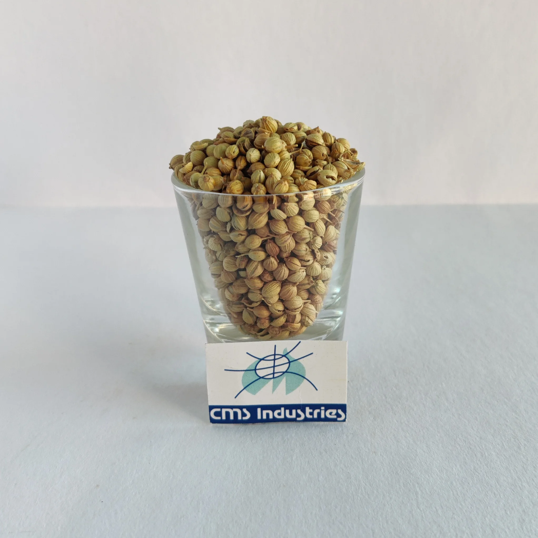 coriander seeds图片