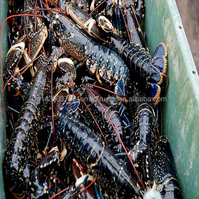 LOBSTERS  (22).jpg