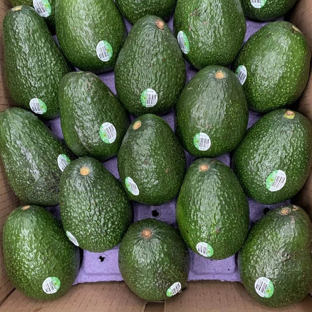 avocado.jpg