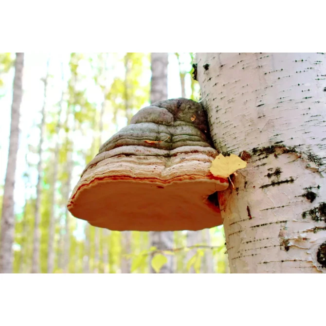 Высококачественная Экологически чистая чайная коробка, Упаковочная полка для грибка Chaga с Активными компонентами и микроэлементами