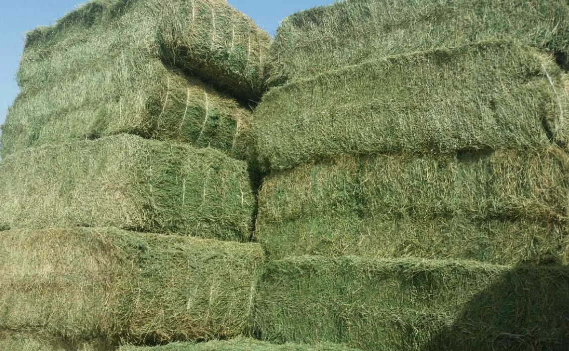 Top Feed Grade Cattle Feed Horse/ Rhodes Grass Hay For Animal Feed