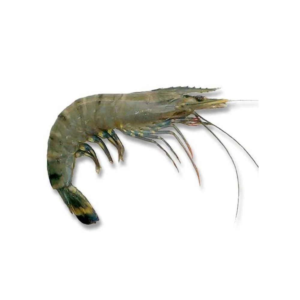 frozen black tiger shrimp