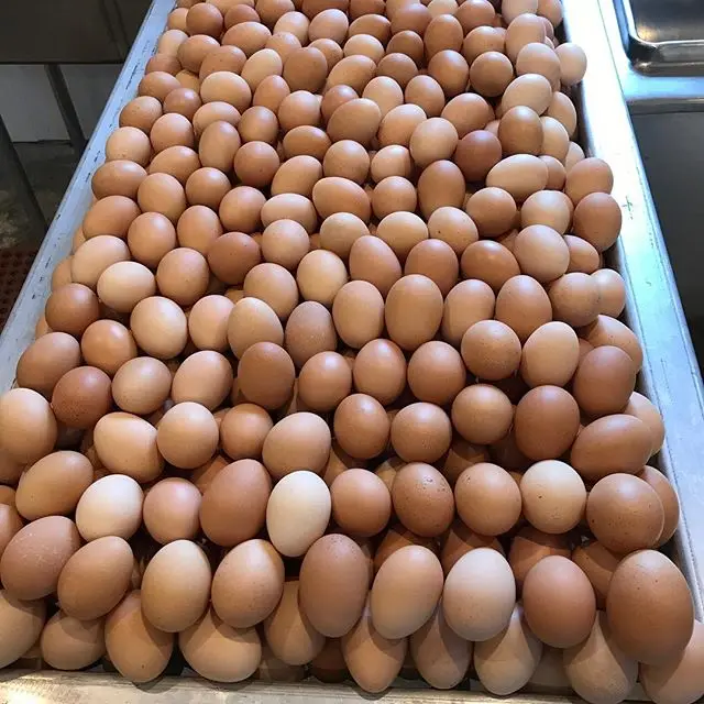 turkey hen eggs