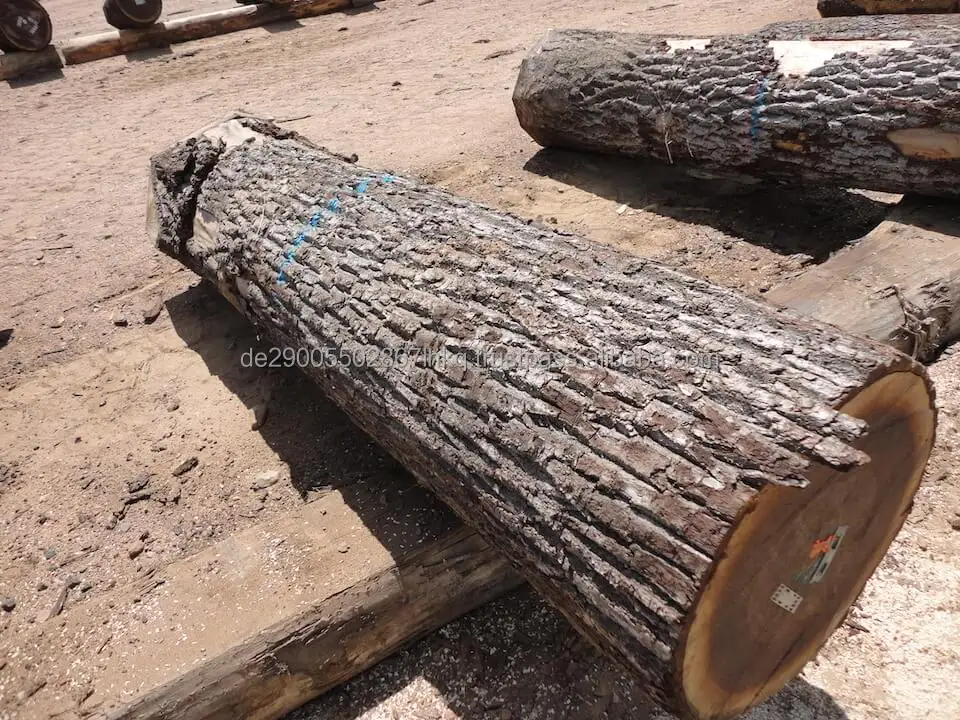 Black Walnut Sawn Logs,24+ Inches Buy Walnut Logs For Sale,Walnut Saw