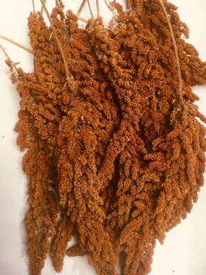 red millet spray2.jpg